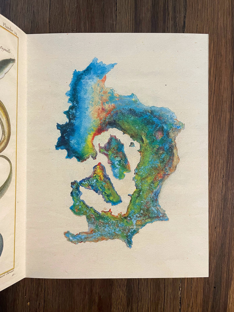 ANRI SALA - MAPS/SPECIES - (INGLÉS - FRÁNCES)